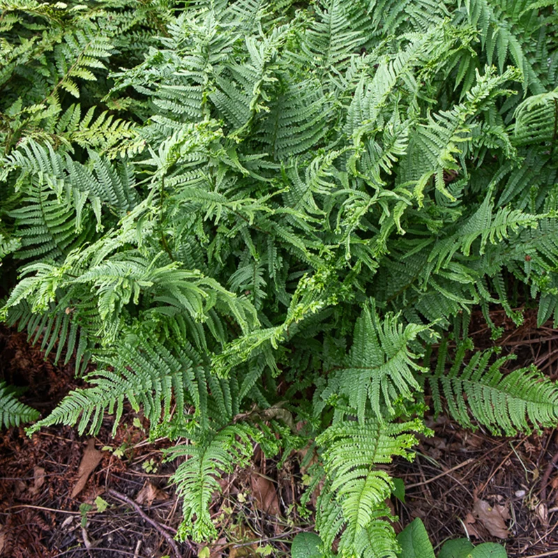 Wurmfarn ‘Cristata’