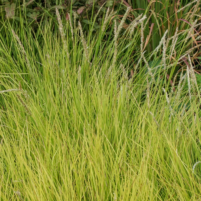 Herbst-Sesleria