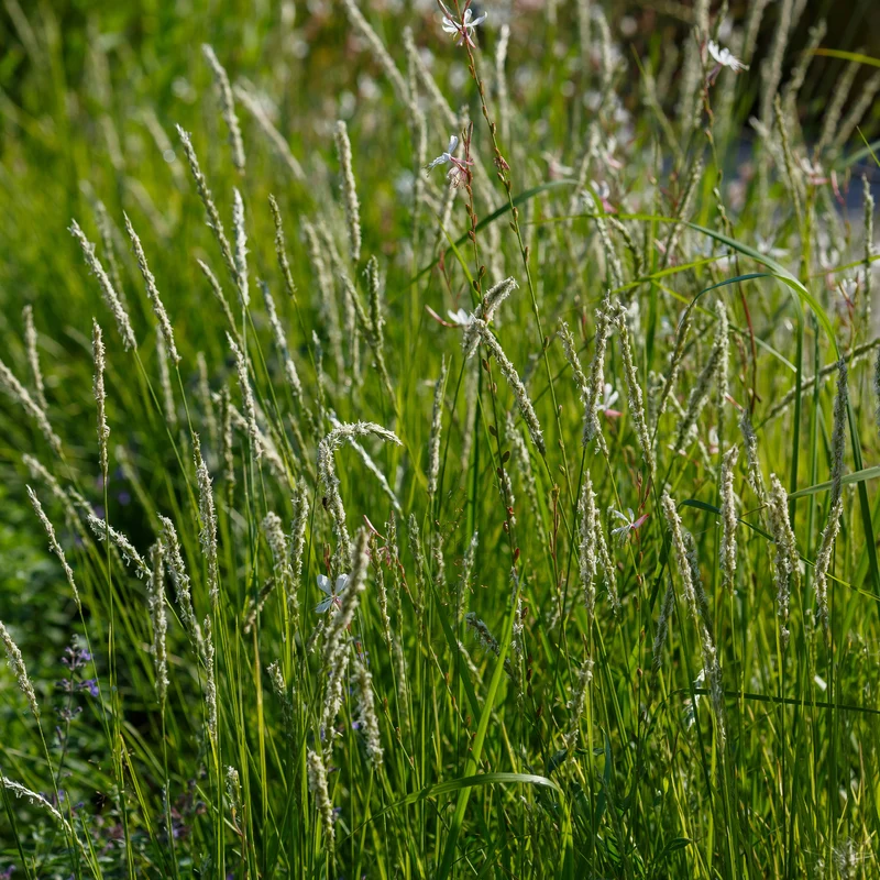 Herbst-Sesleria