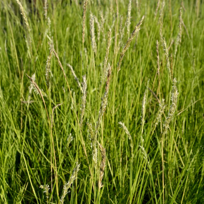 Herbst-Sesleria