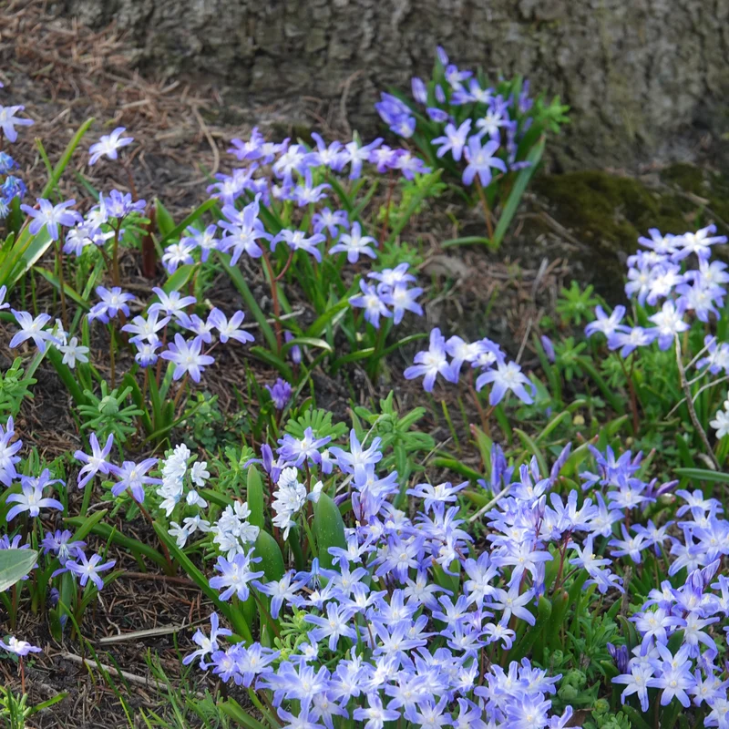 Schneeglanz ‘Forbesii’ (x20)