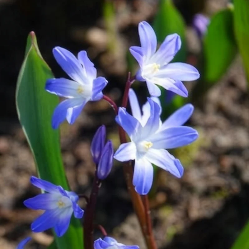 Schneeglanz ‘Forbesii’ (x20)