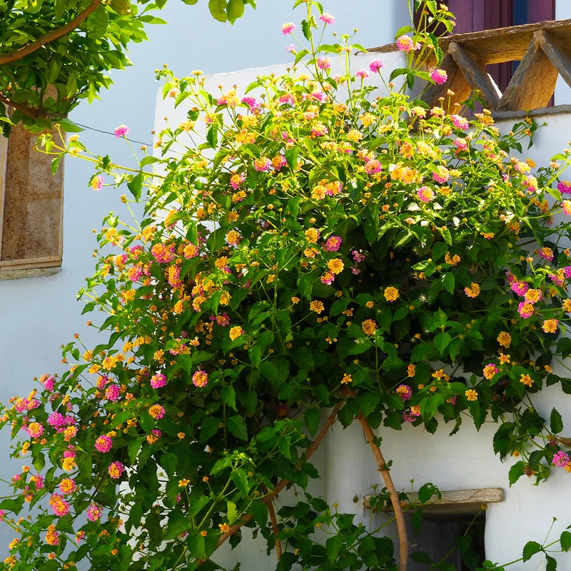 Lantane 'Passionfruit' (x3)