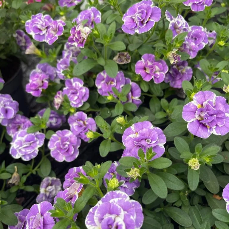 Zauberglöckchen ‘Double Loopy Lavender’ (x3)