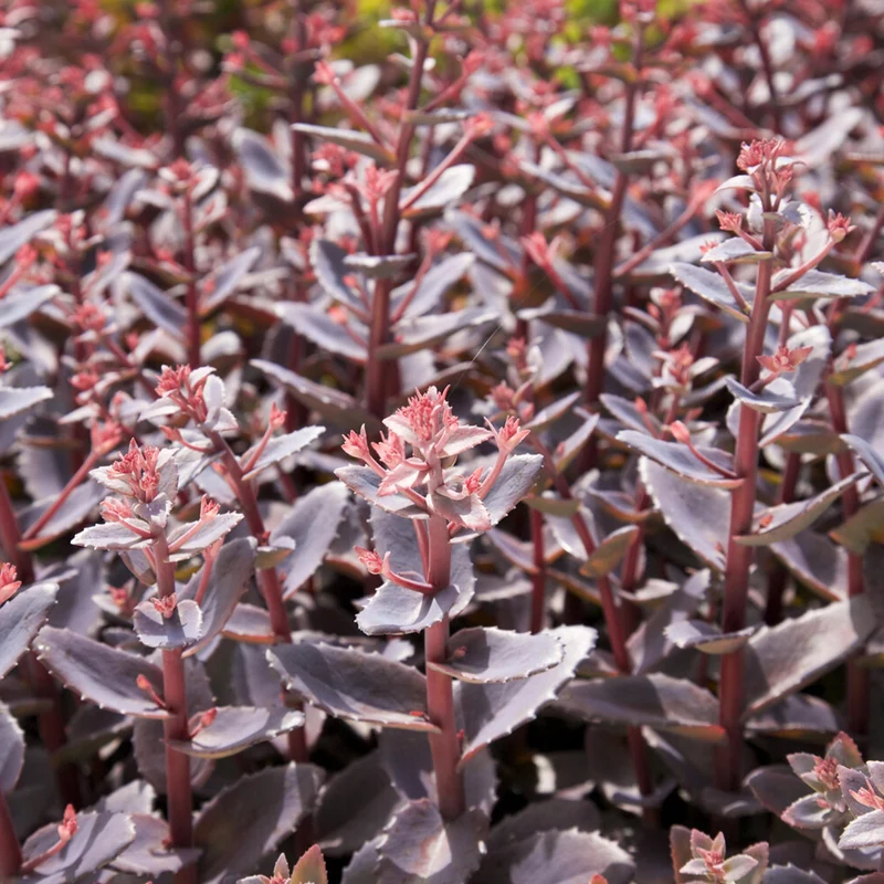Fetthenne 'Chocolate Cherry'