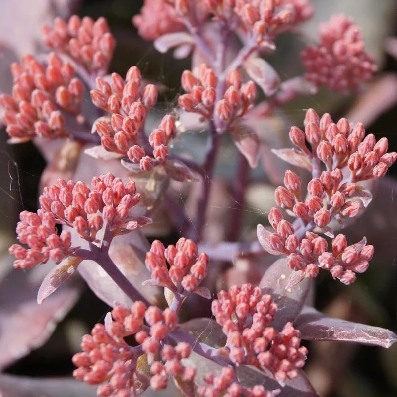 Fetthenne 'Chocolate Cherry'