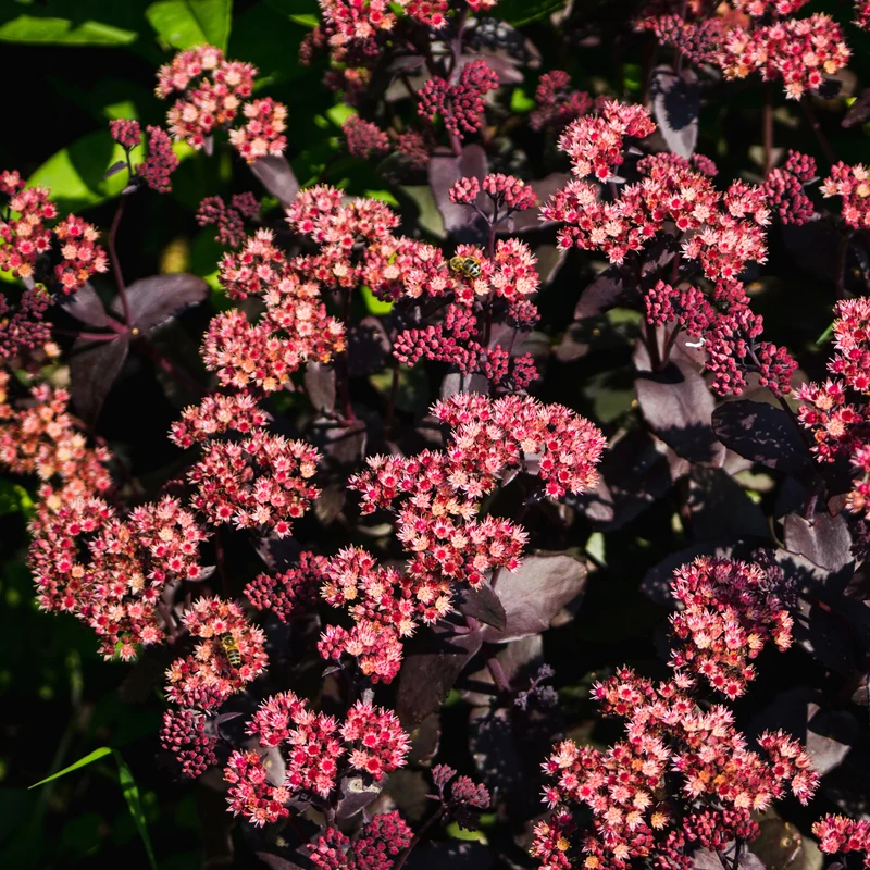 Fetthenne 'Chocolate Cherry'