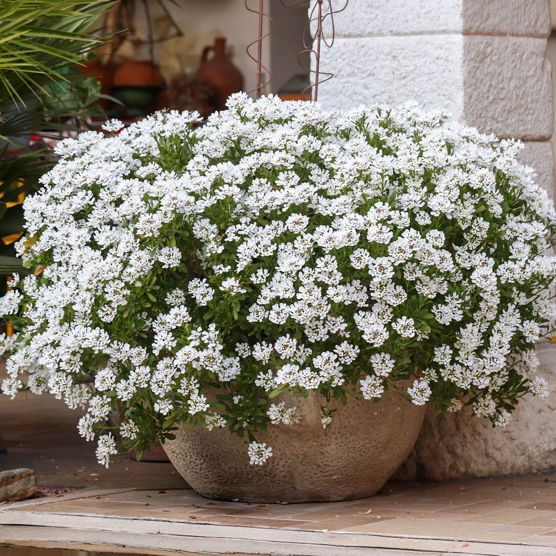 Schleifenblume 'Schneeflocke'