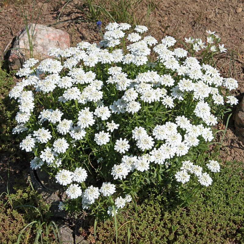 Schleifenblume 'Schneeflocke'