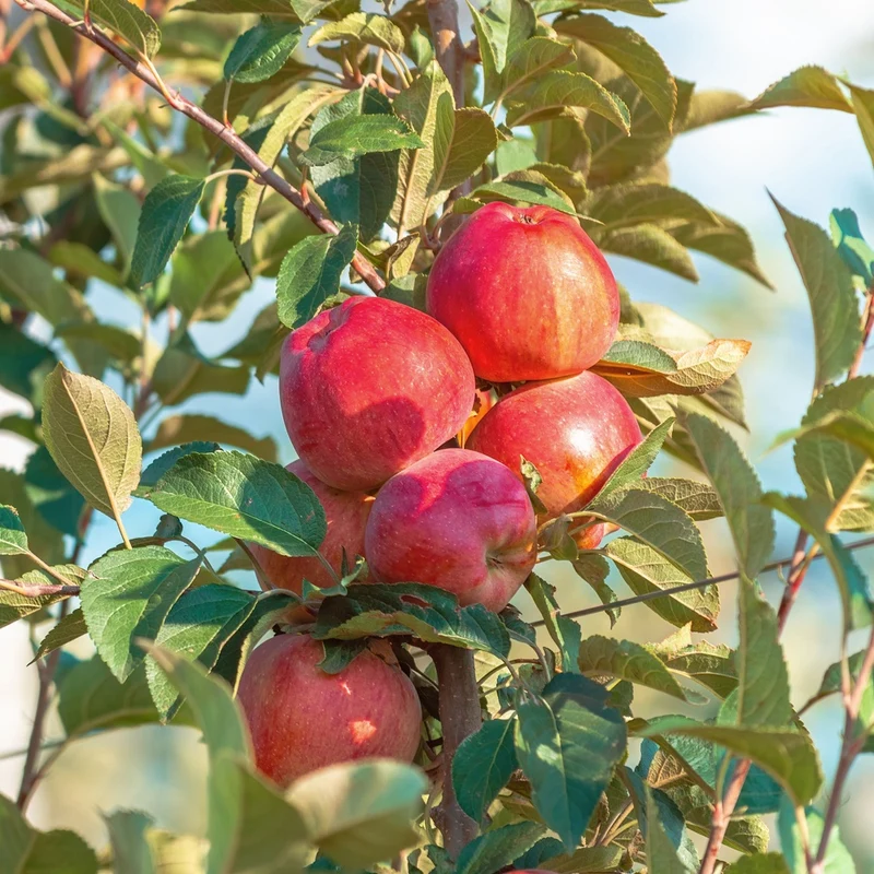 Apfel Summerred