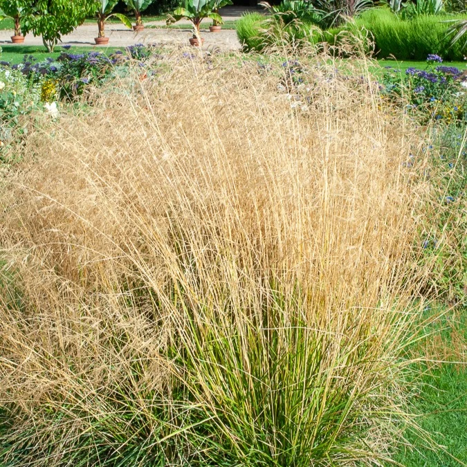 Schmiele 'Goldtau'