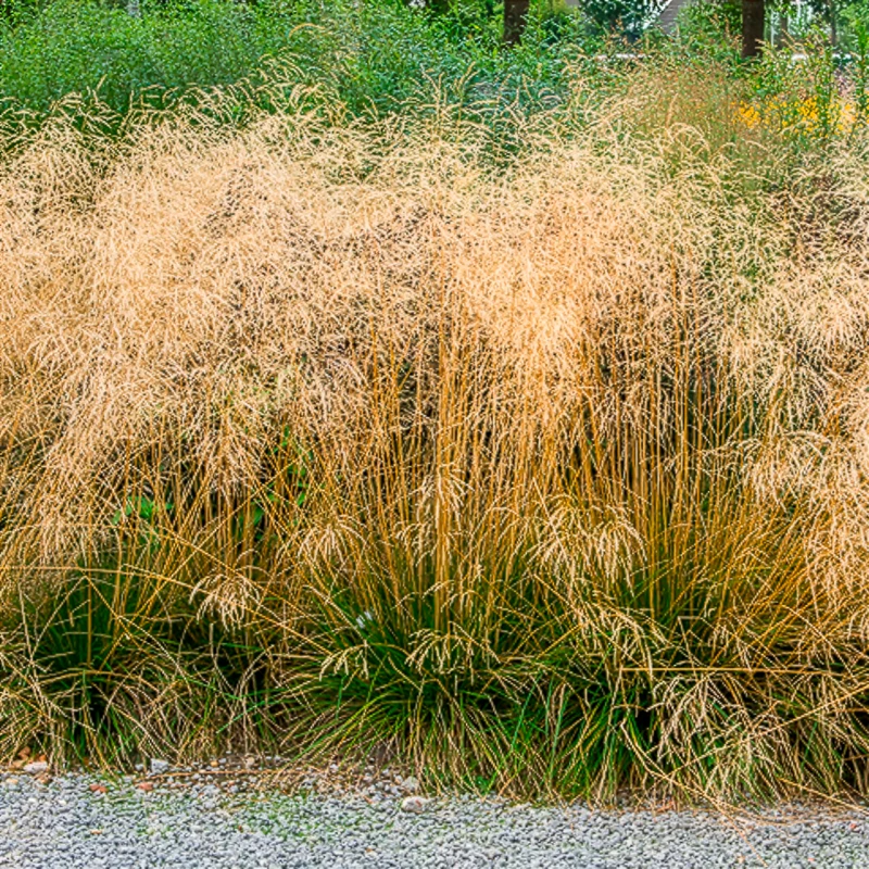 Schmiele 'Goldtau'
