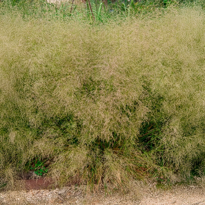 Schmiele 'Goldtau'