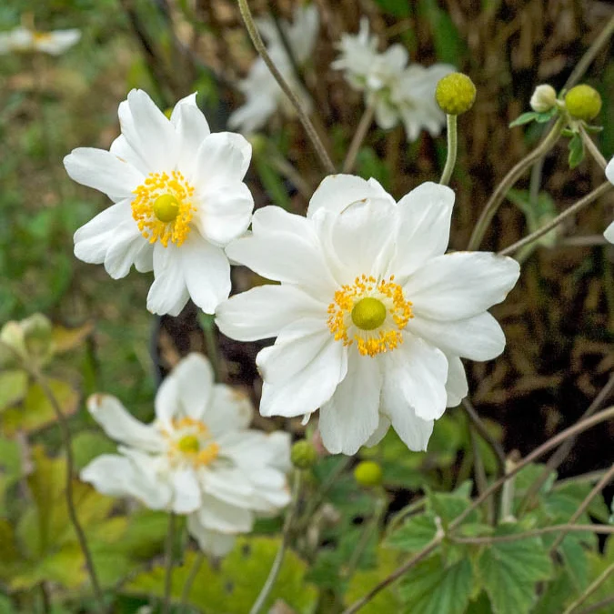 Herbst-Anemone ‘Whirlwind’