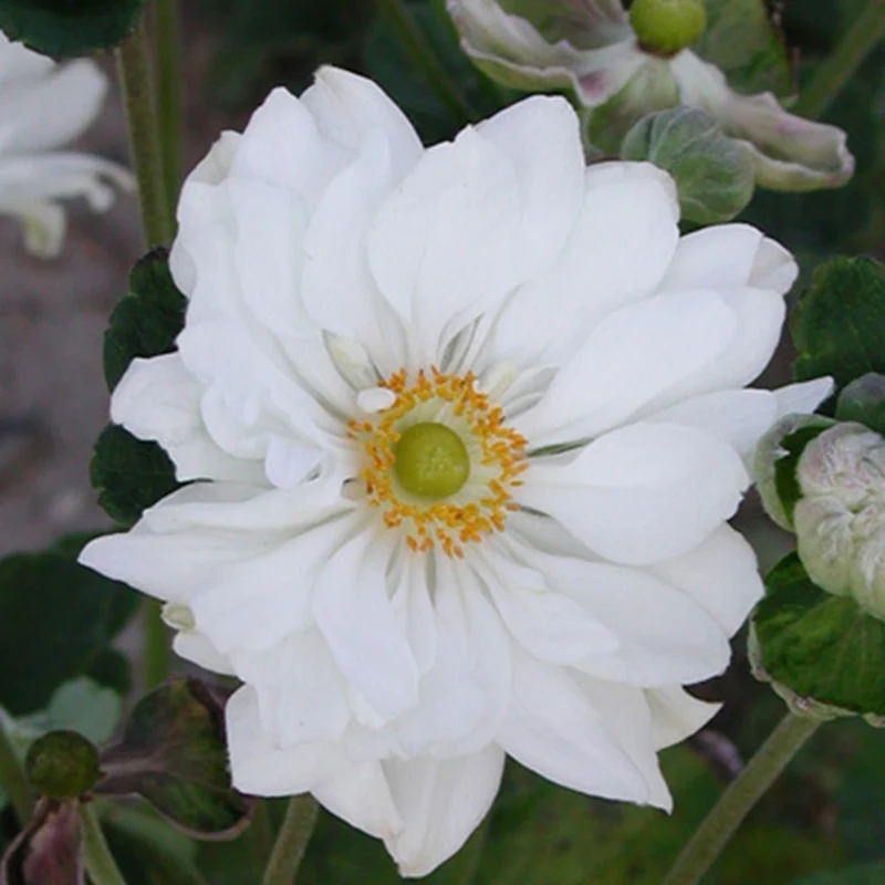 Herbst-Anemone ‘Whirlwind’