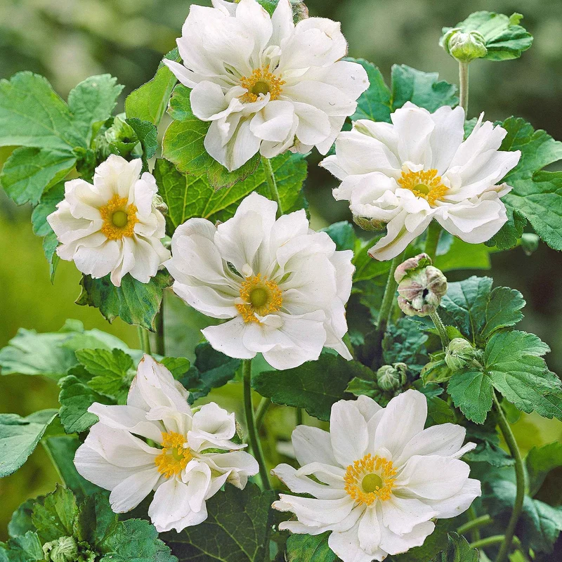 Herbst-Anemone ‘Whirlwind’