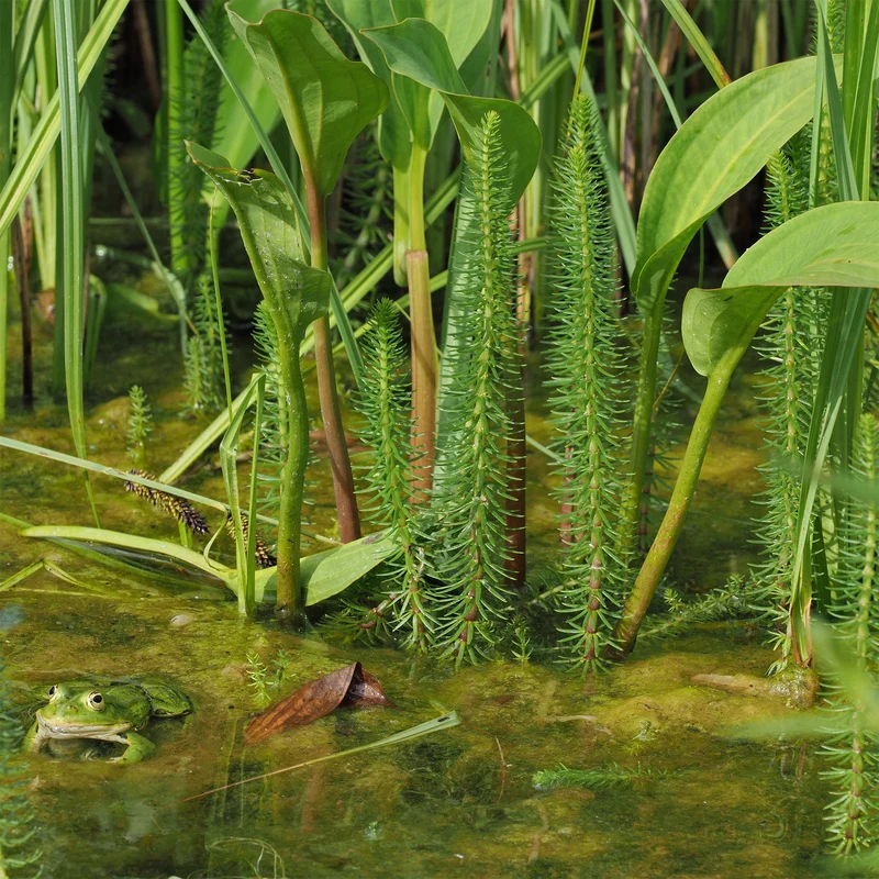 Tannenwedel