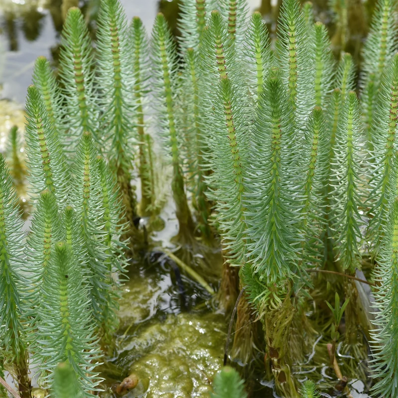 Tannenwedel
