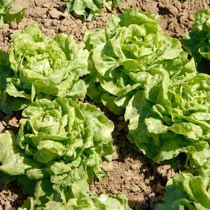 Kopfsalat Novappia (x6)