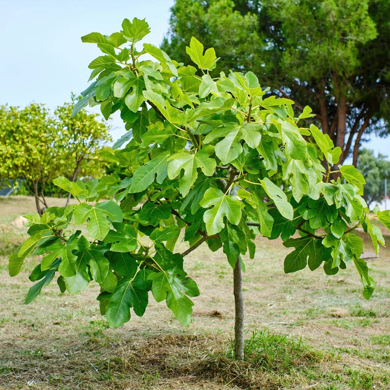 Feigenbaum 'Brown Turkey'