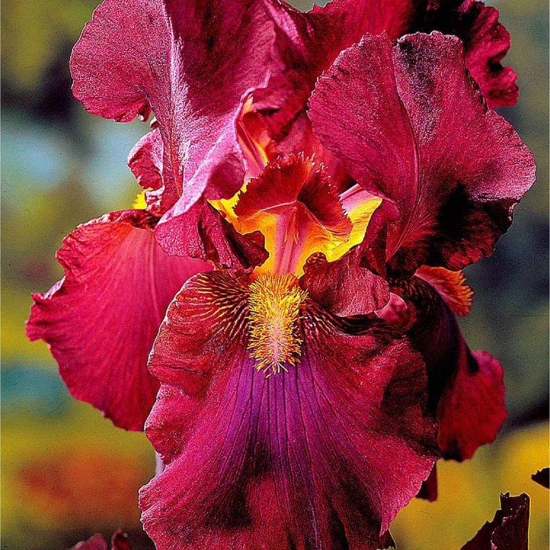 Schwertlilien Mischung 'Magic Melange' (x5)