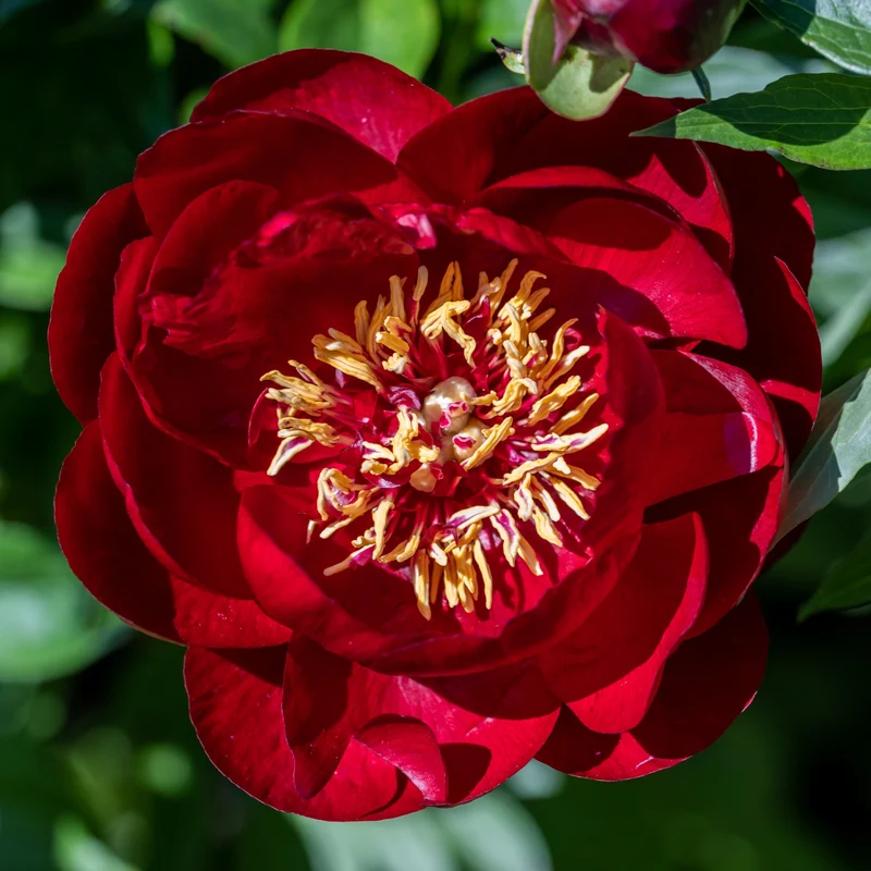 Pfingstrose 'Bella'