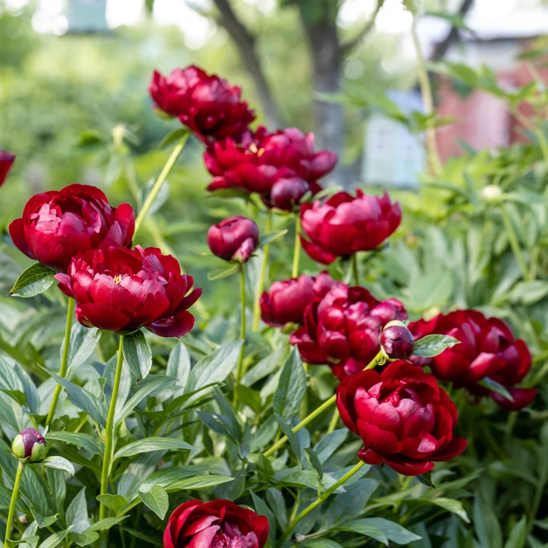 Pfingstrose 'Bella'