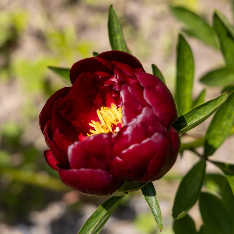 Pfingstrose 'Bella'