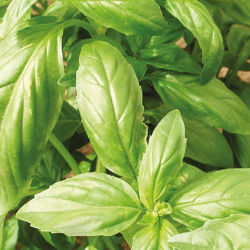 Sammlung von Bio-Aromaten