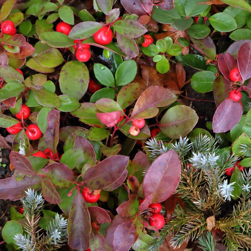 Gaultheria procumbens 'Big Berry'