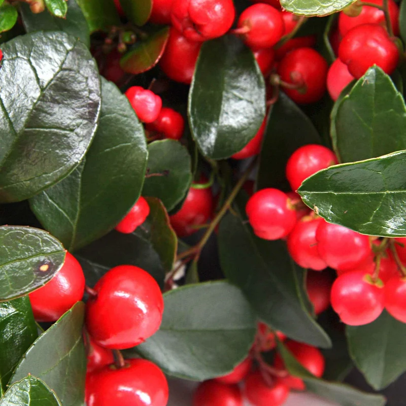 Gaultheria procumbens 'Big Berry'
