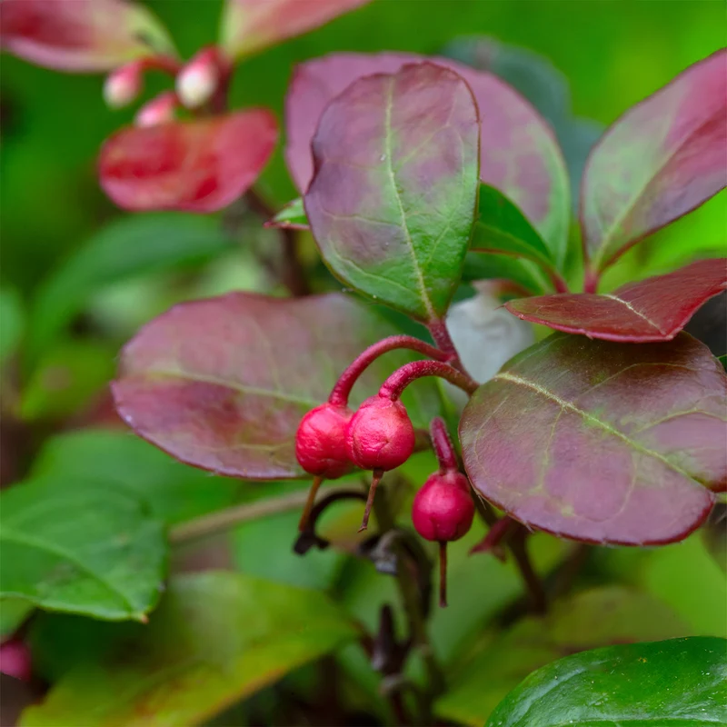 Gaultheria procumbens 'Big Berry'