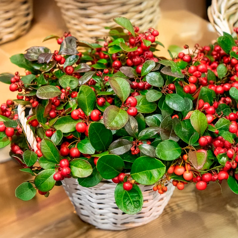 Gaultheria procumbens 'Big Berry'
