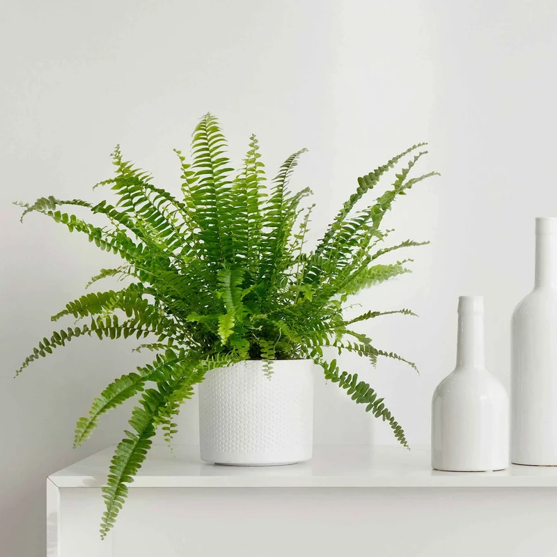 Schwertfarn Nephrolepis 'Green Lady'