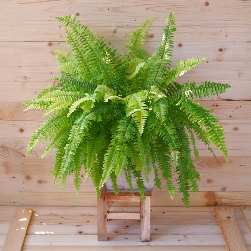Schwertfarn Nephrolepis 'Green Lady'