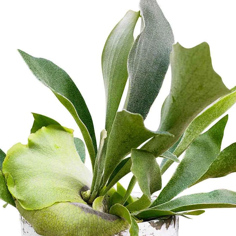 Geweihfarn Platycerium bifurcatum - Hängepflanze