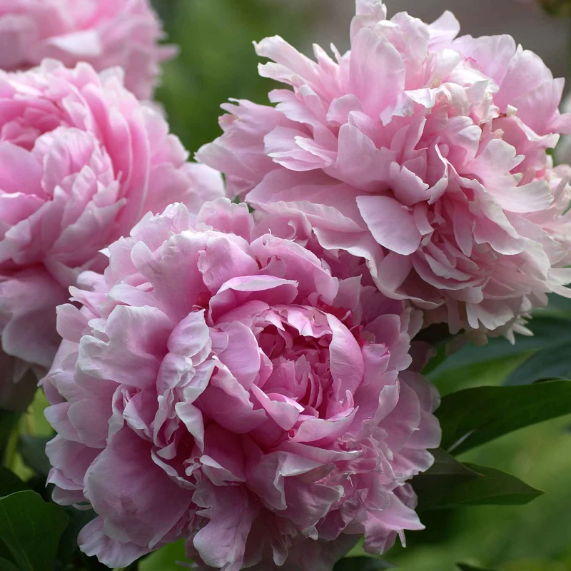 Pfingstrose 'Sarah Bernhardt'