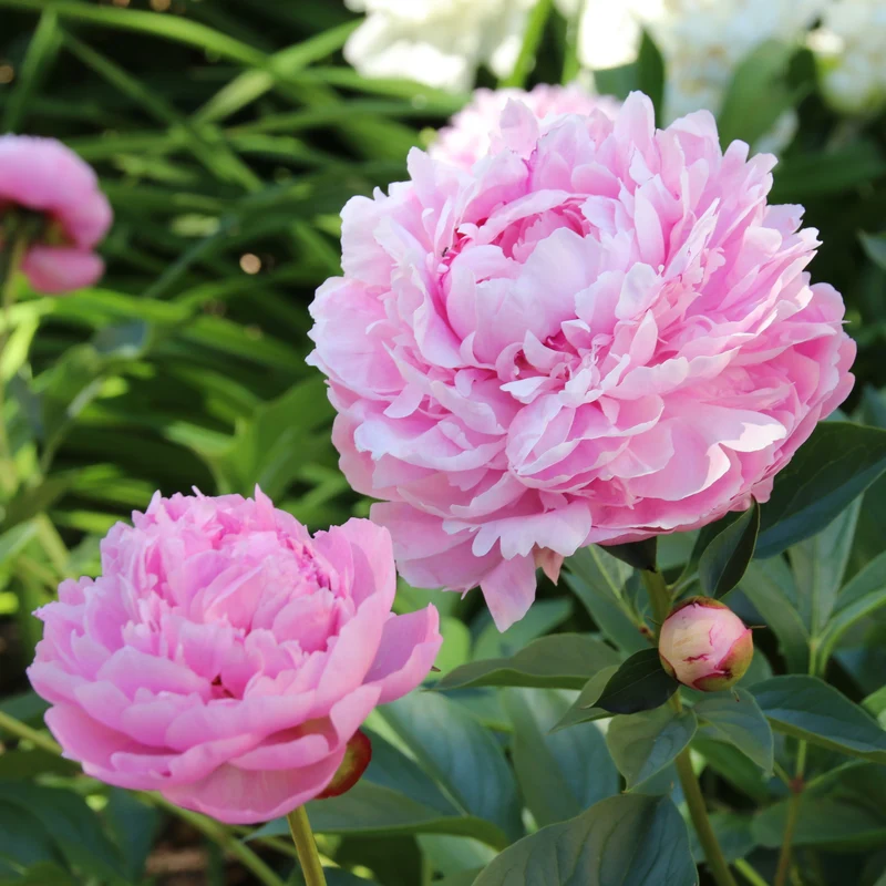 Pfingstrose 'Sarah Bernhardt'