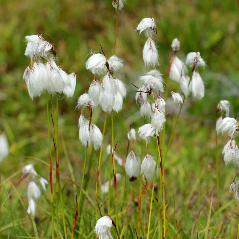 Schmalblättriges Wollgras