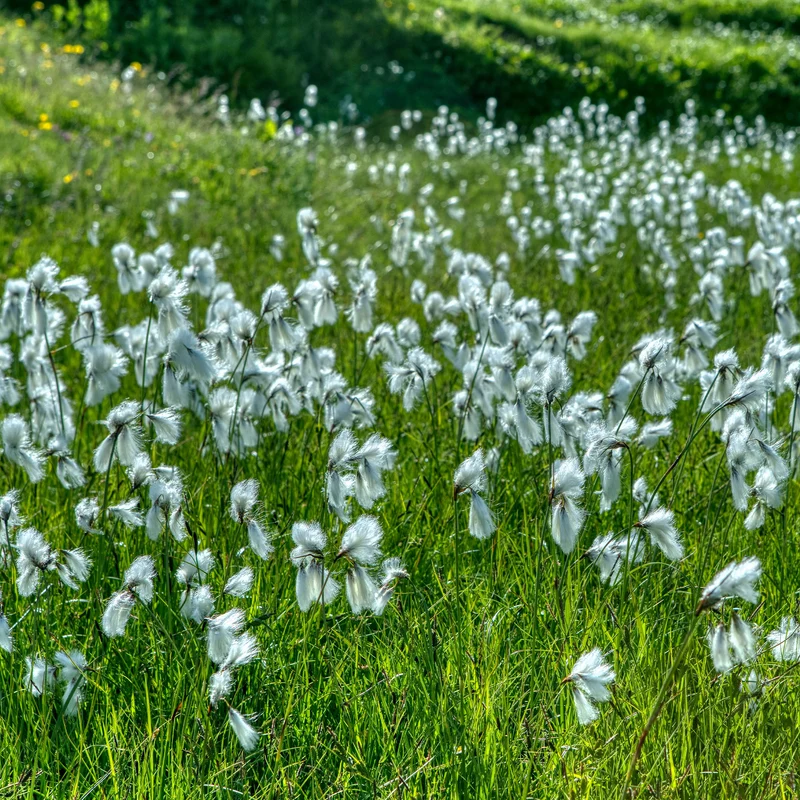 Schmalblättriges Wollgras