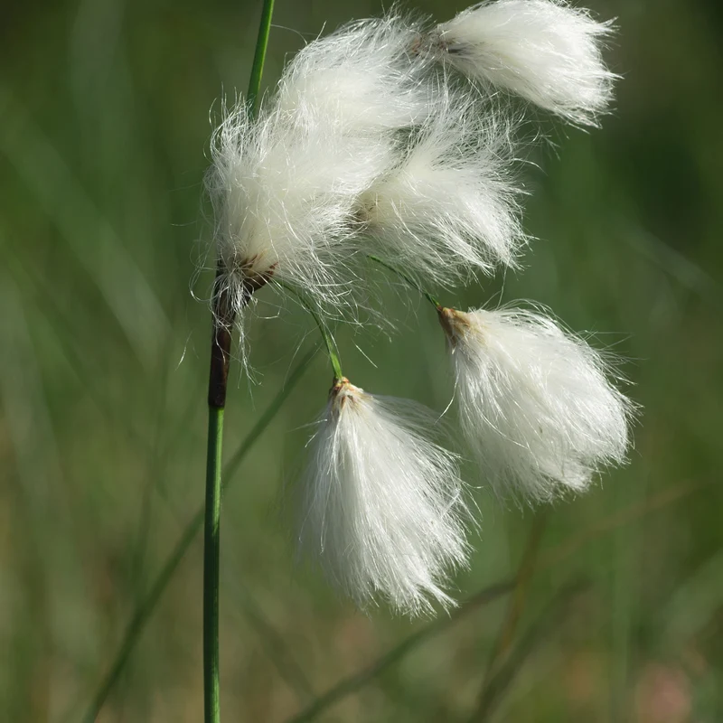 Schmalblättriges Wollgras