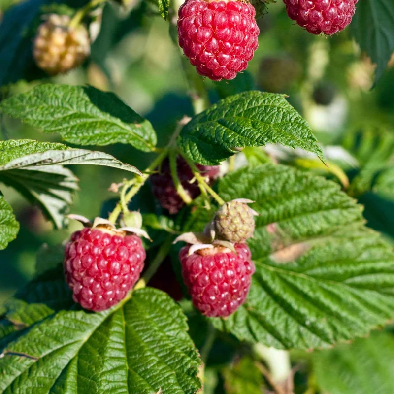 Zwerg-Himbeere 'Sweet Sister'