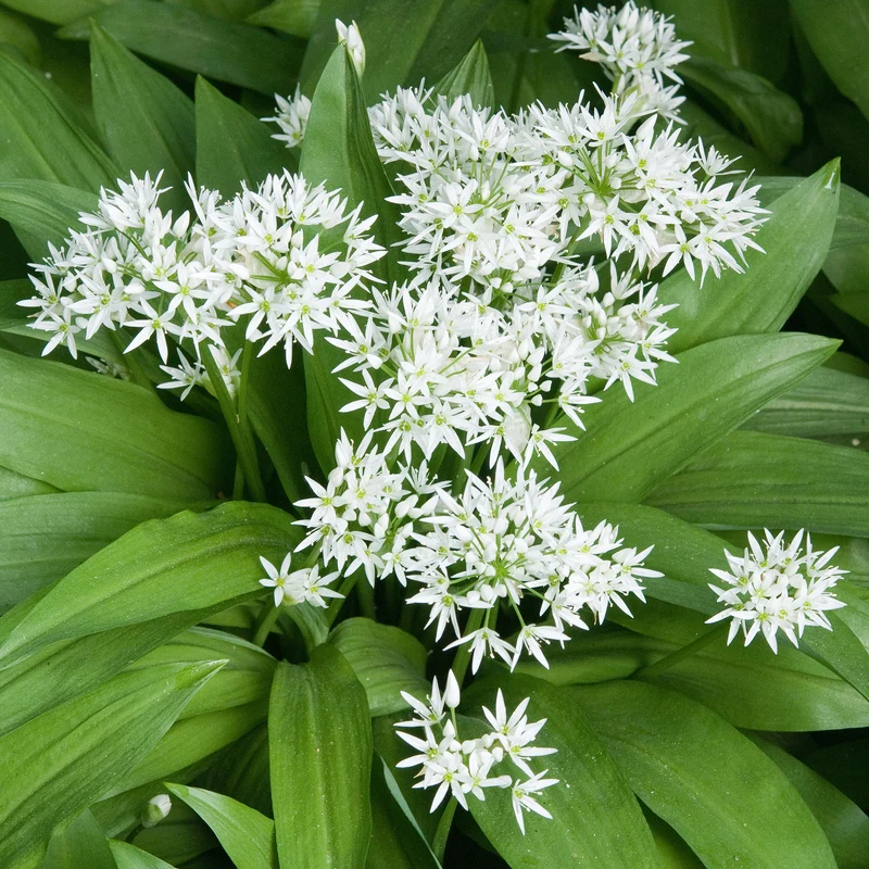 Bärlauch