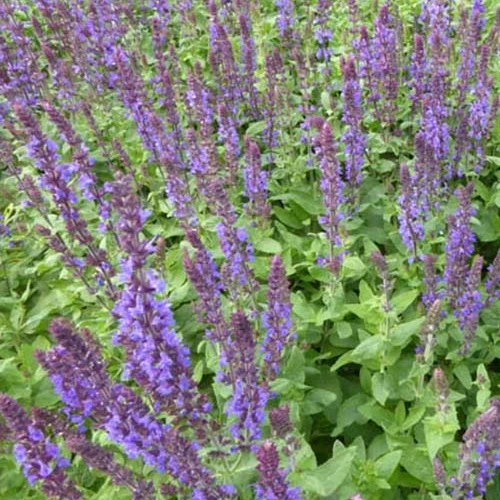 Steppen-Salbei ‘Blaukönigin’