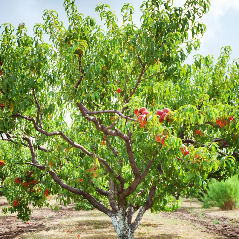 Pfirsichbaum Suncrest
