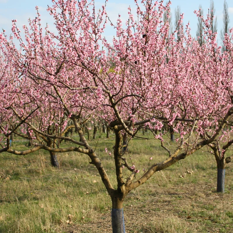 Pfirsichbaum Suncrest