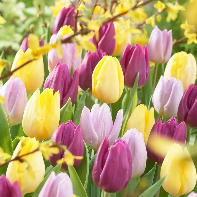 Tulpen Mischung '60 days of Tulips' (x30)