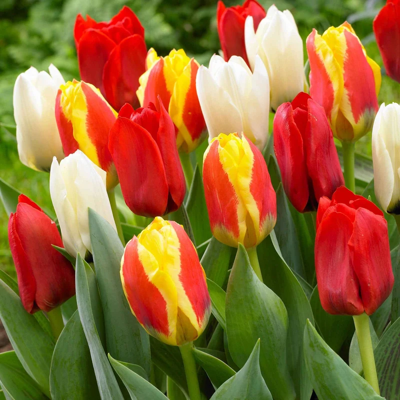 Tulpen Mischung '60 days of Tulips' (x30)