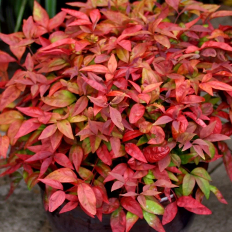 Himmelsbambus 'Blush Pink'