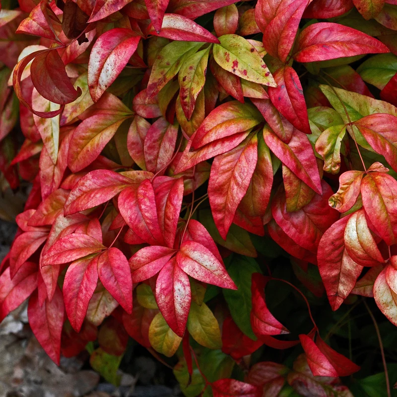 Himmelsbambus 'Blush Pink'
